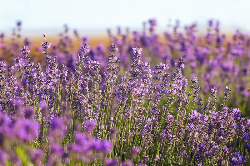 Lavender