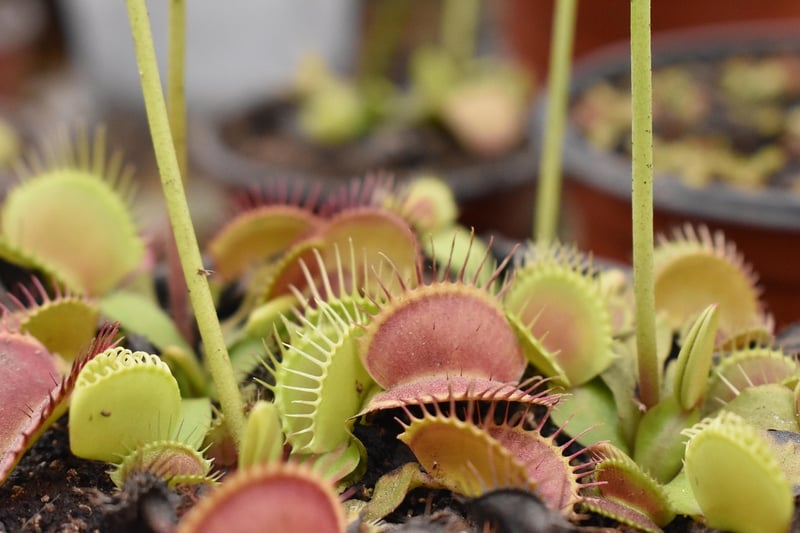 Venus Flytrap
